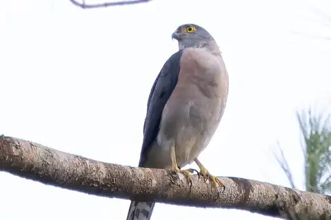 Vinous-breasted Sparrowhawk