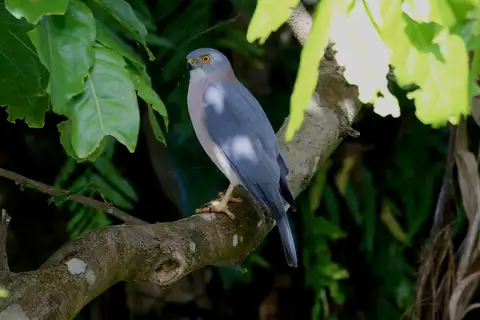 Fiji Goshawk