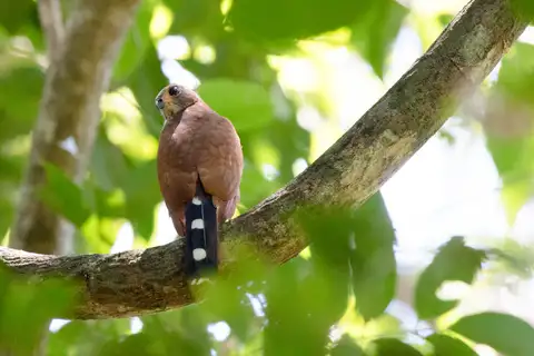 Spot-tailed Sparrowhawk