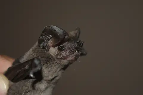 Egyptian Free-tailed Bat