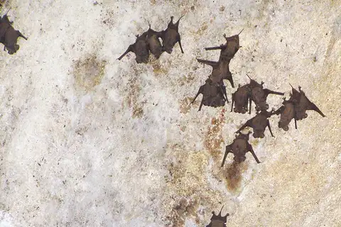 Mexican Free-tailed Bat