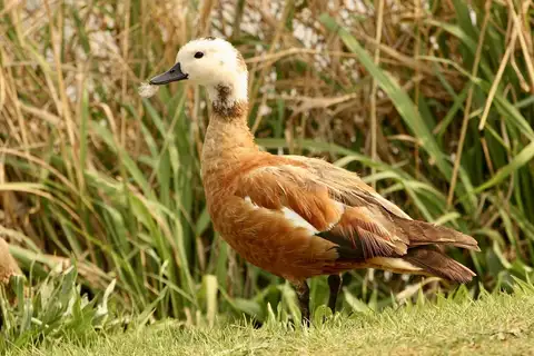 South African Shelduck