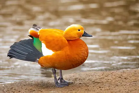 Ruddy Shelduck