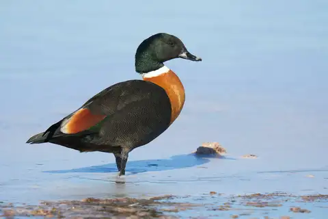 Australian Shelduck