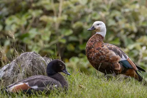 Paradise Shelduck
