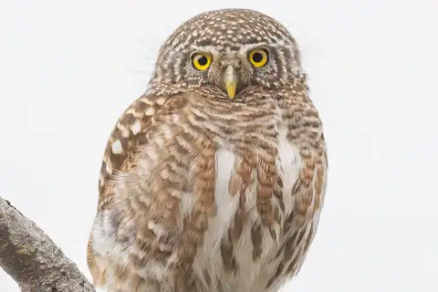 Collared Owlet