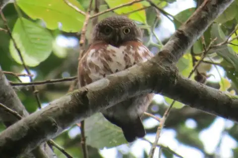 Sunda Owlet