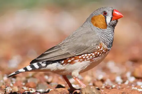 Zebra Finch