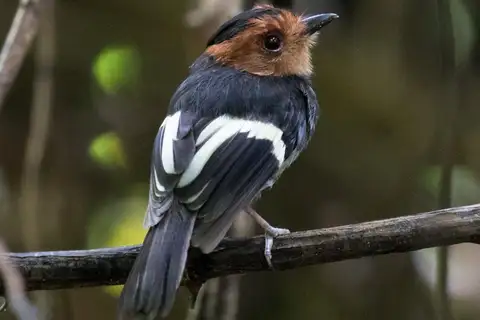 Black-chested Tyrant
