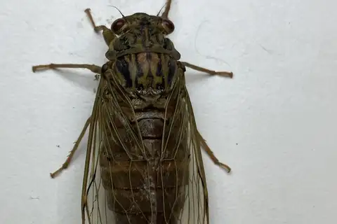 Taiwanosemia hoppoensis