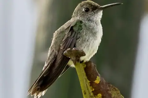 Olive-spotted Hummingbird