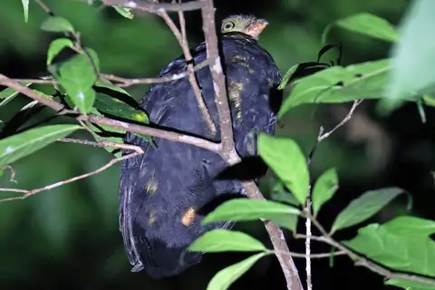 Red-billed Brushturkey