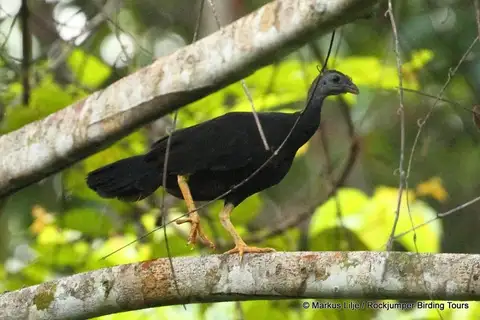 Black-billed Brushturkey