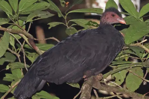 Collared Brushturkey
