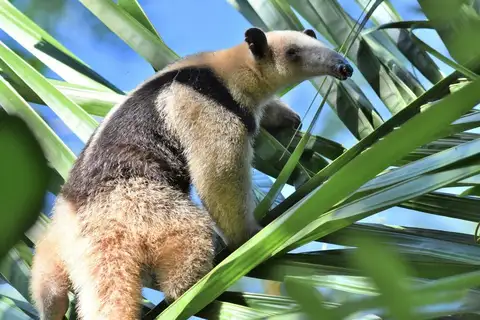 Northern Tamandua