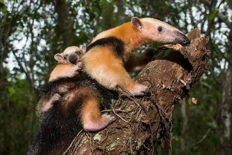 Southern Tamandua