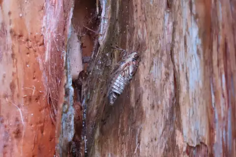 Cairns Bunyip