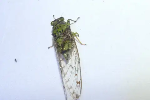 Green Bunyip
