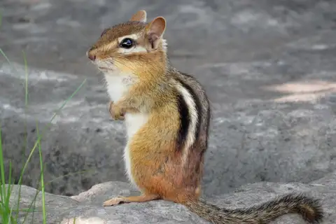 Eastern Chipmunk