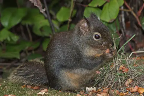 Douglas's Squirrel