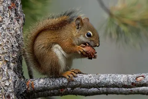 American Red Squirrel
