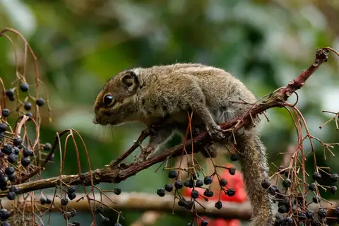 Maritime Striped Squirrel