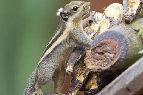 Himalayan Striped Squirrel
