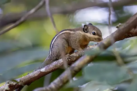 Cambodian Striped Squirrel