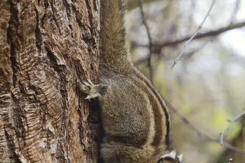 Swinhoe's Striped Squirrel