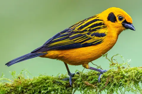 Golden Tanager