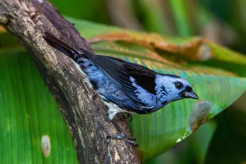 White-bellied Tanager