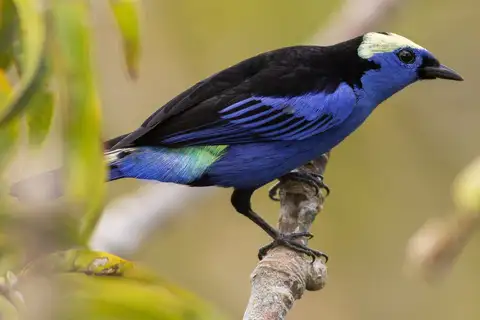 Opal-crowned Tanager