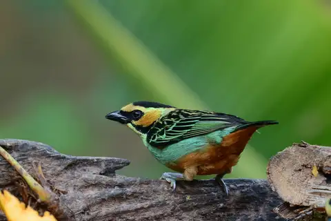 Golden-eared Tanager