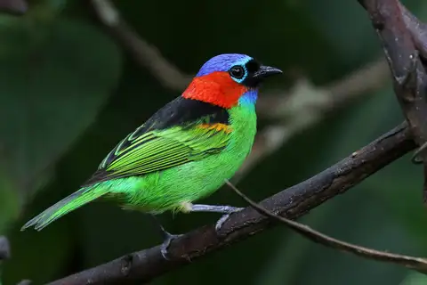 Red-necked Tanager