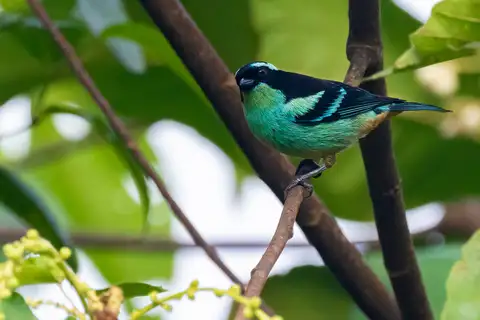 Blue-browed Tanager