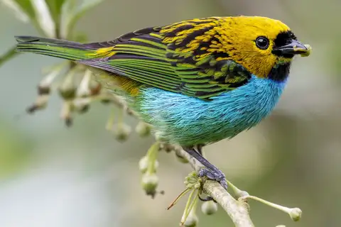 Gilt-edged Tanager
