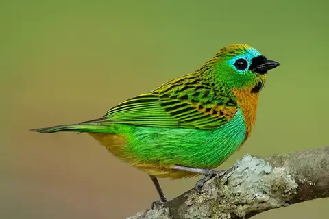 Brassy-breasted Tanager