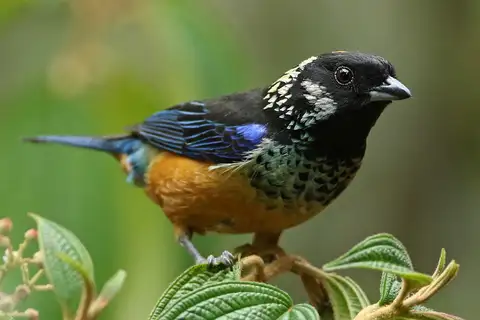 Spangle-cheeked Tanager
