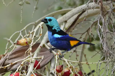 Seven-colored Tanager