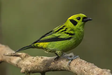 Emerald Tanager
