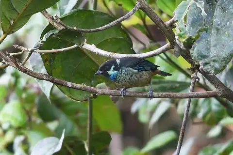 Green-naped Tanager