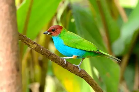 Bay-headed Tanager