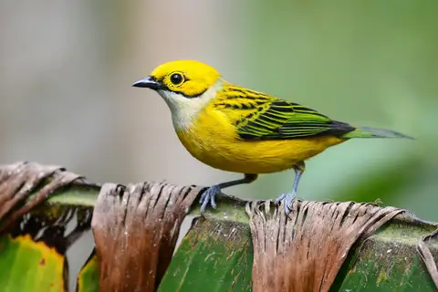 Silver-throated Tanager