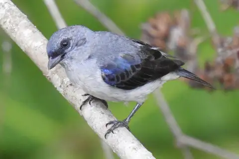 Plain-colored Tanager