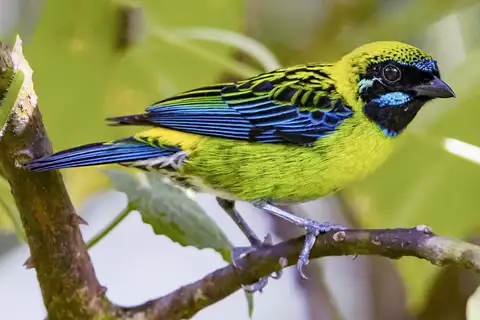 Blue-whiskered Tanager
