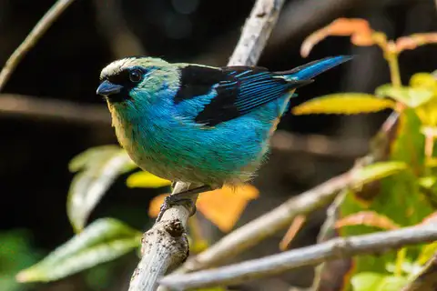 Metallic-green Tanager