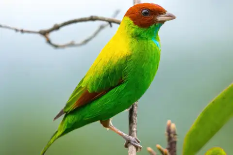 Rufous-winged Tanager
