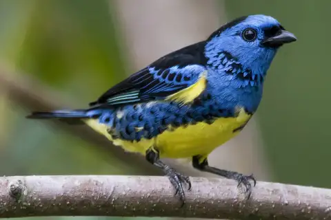 Turquoise Tanager