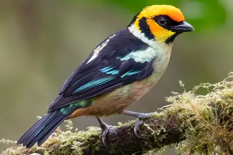 Flame-faced Tanager