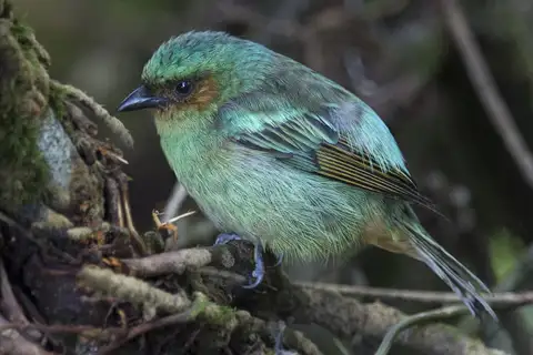 Rufous-cheeked Tanager